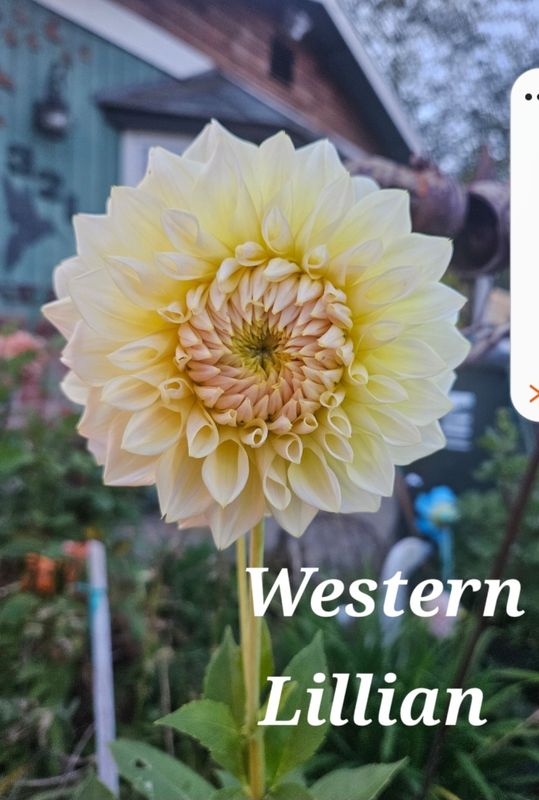 Western Lillian