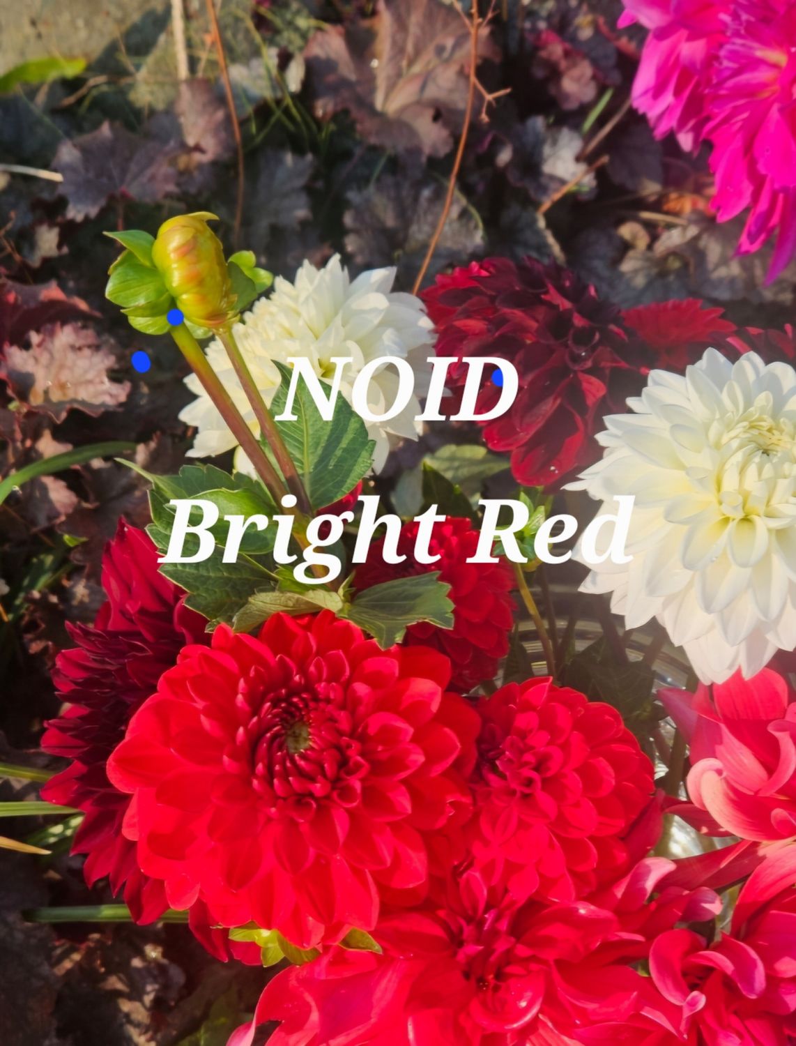 Bright Red, NOID