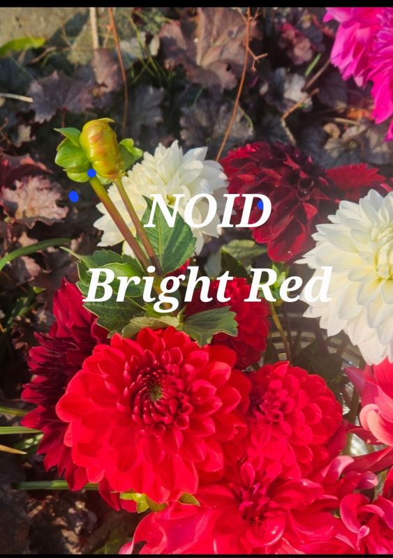 NOID, bright red
