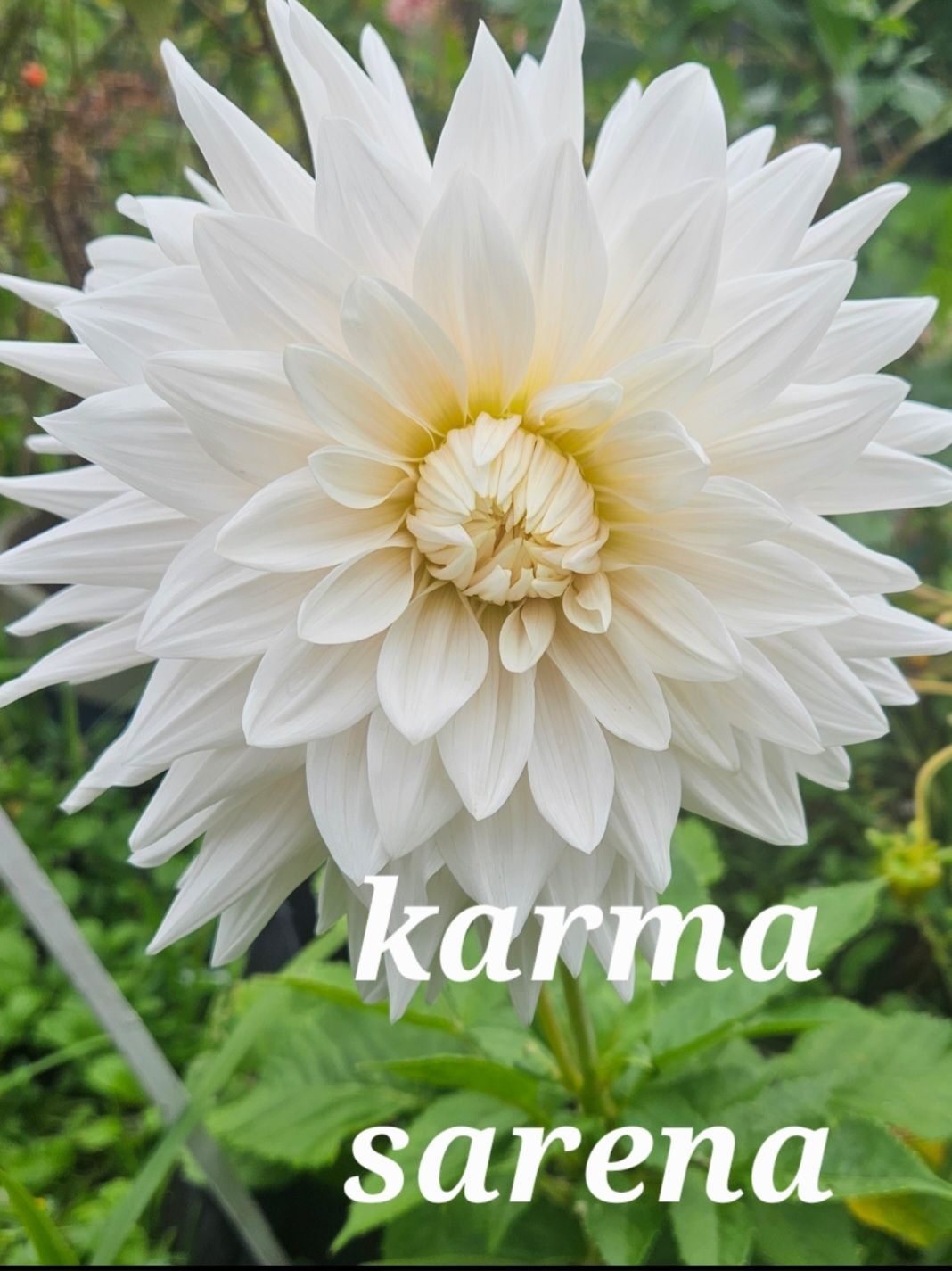 Karma Sarena