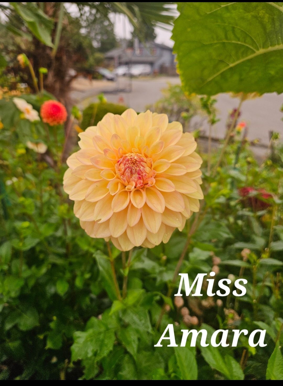 Miss Amara
