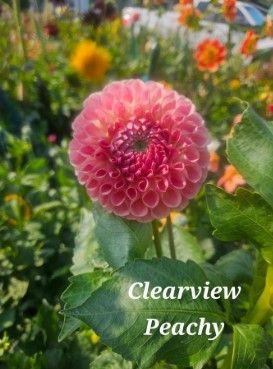 Clearview Peachy