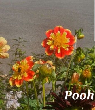 Pooh
