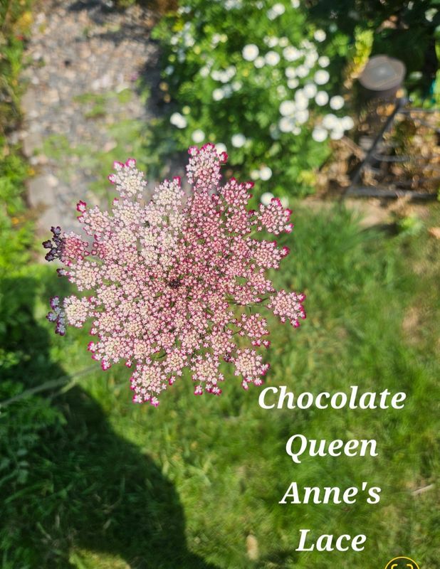 Chocolate Queen Anne's Lace - Seeds