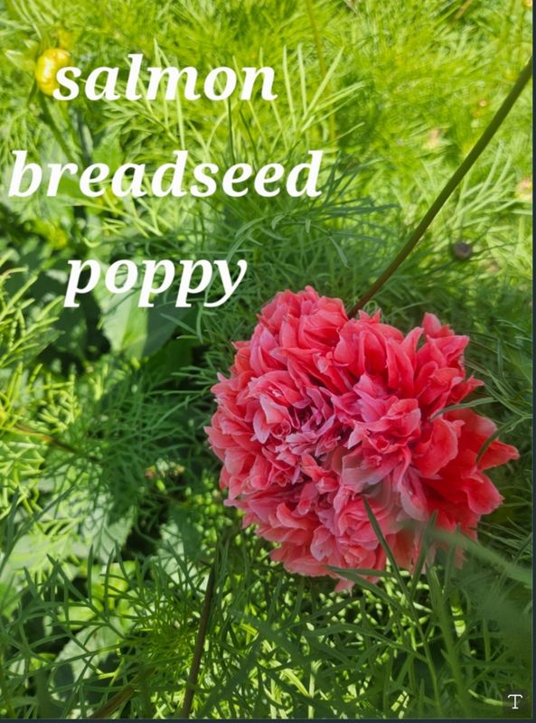 Breadseed Poppy  Salmon