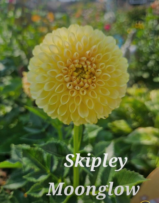 Skipley Moonglow