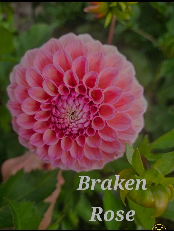 Braken Rose