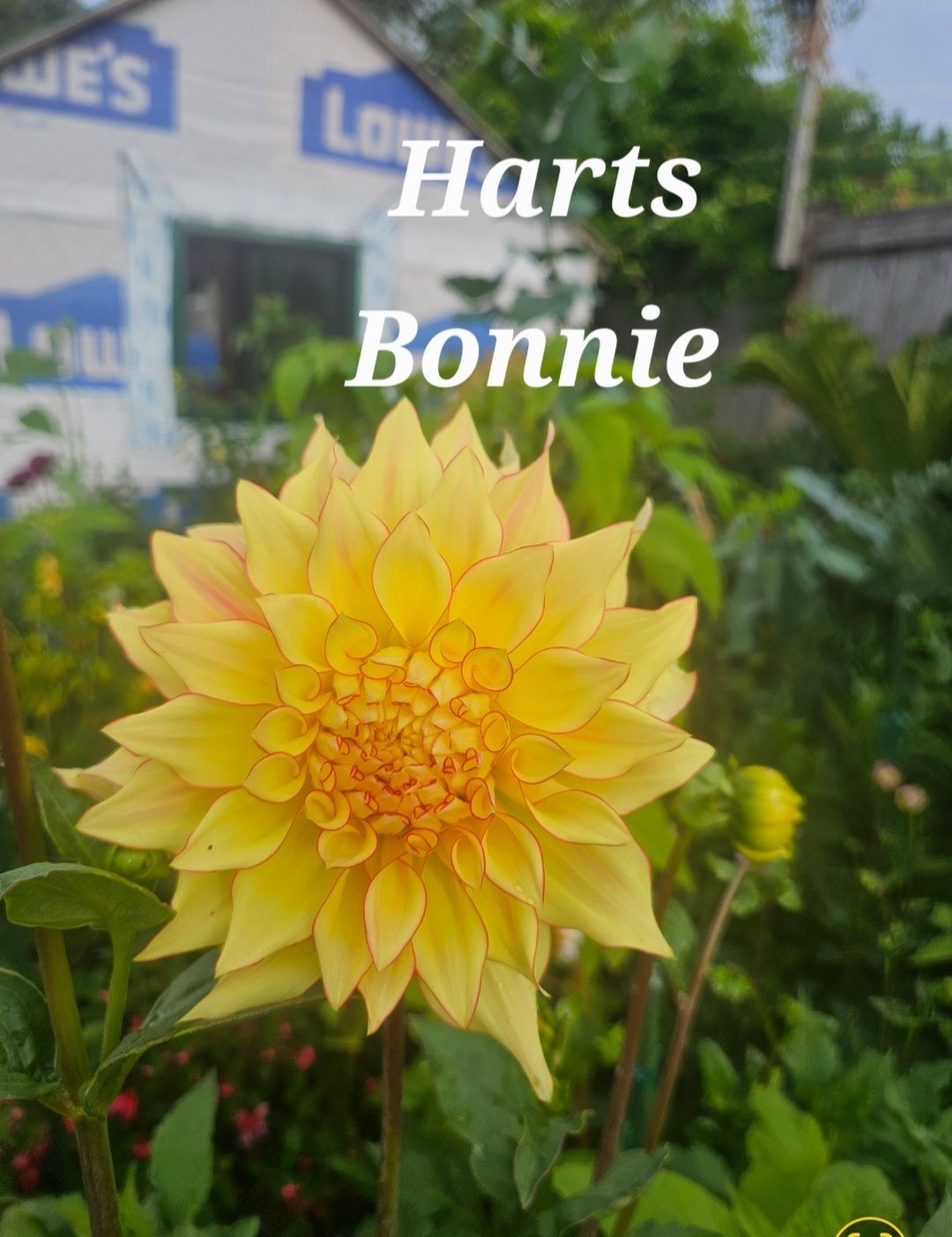 Harts Bonnie