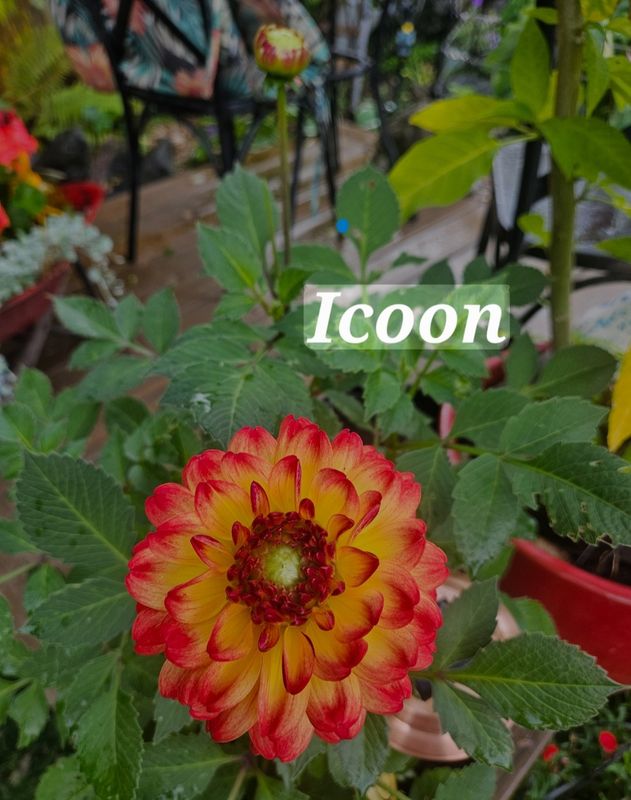 Icoon