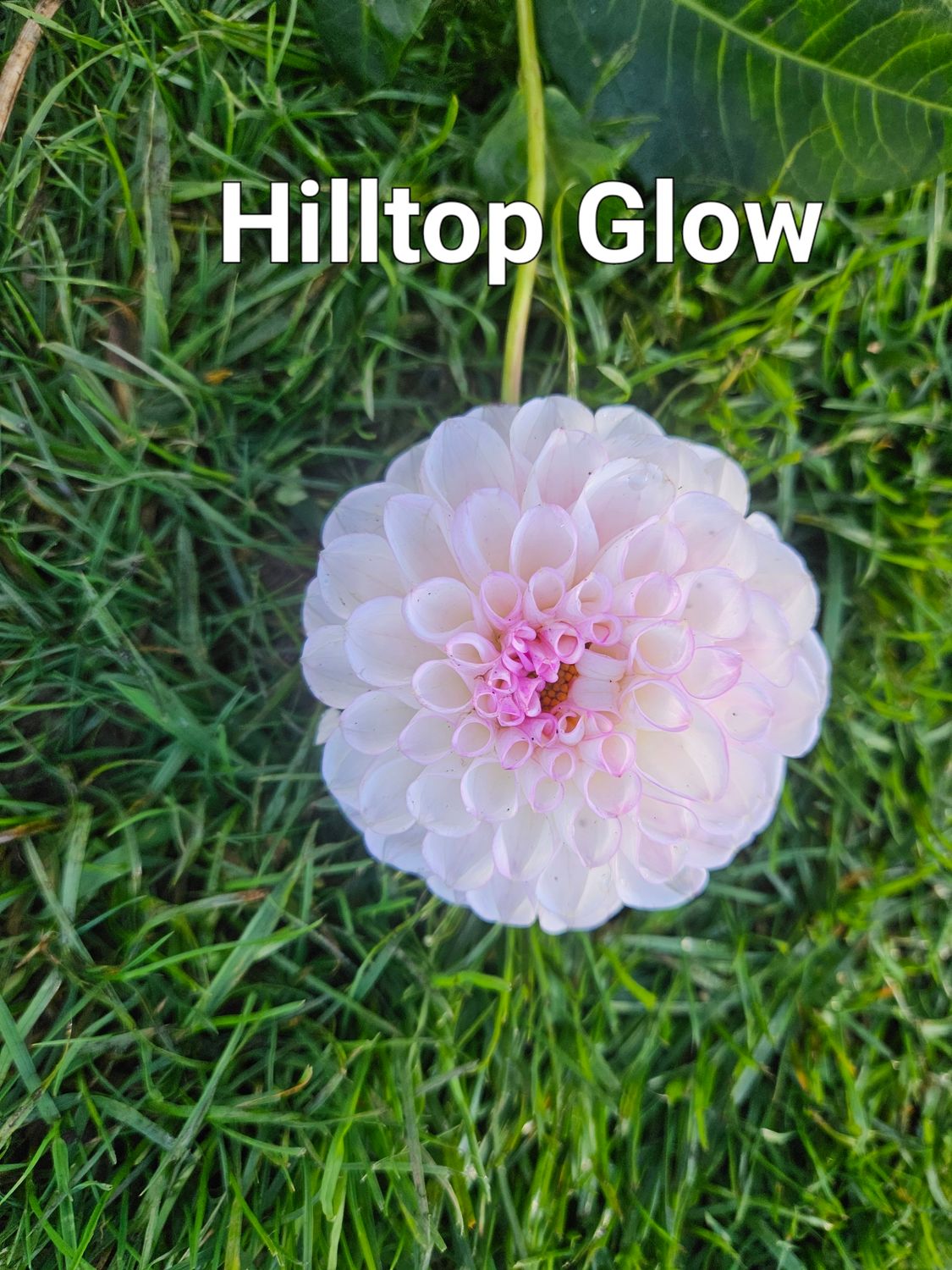 Hilltop Glow