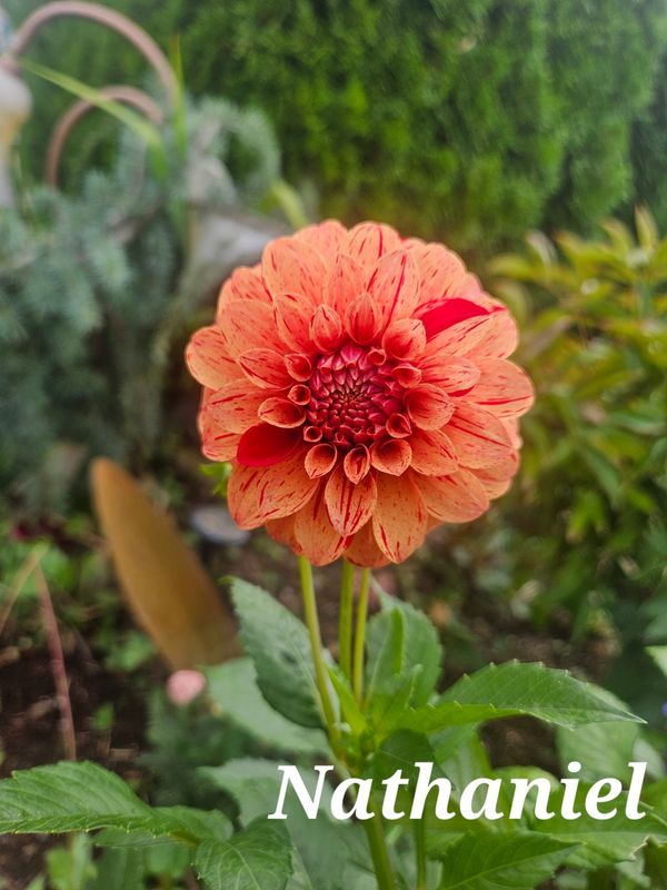 Nathaniel