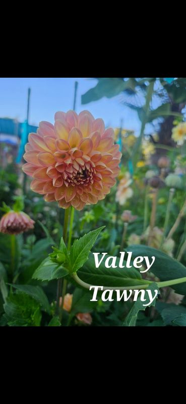 Valley Tawny