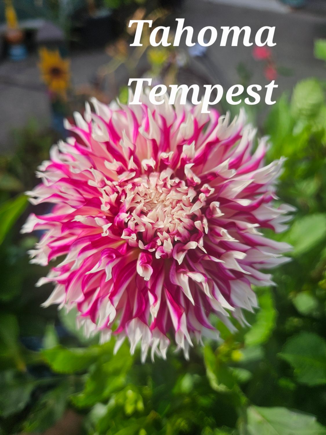Tahoma Tempest