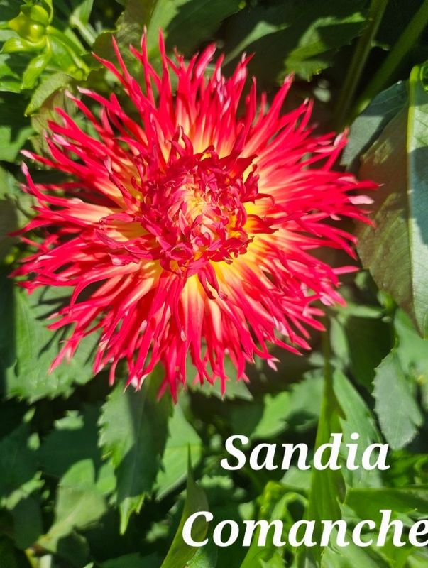 Sandia Comanche