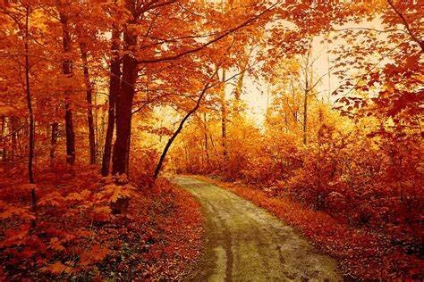 Fall/Thanksgiving