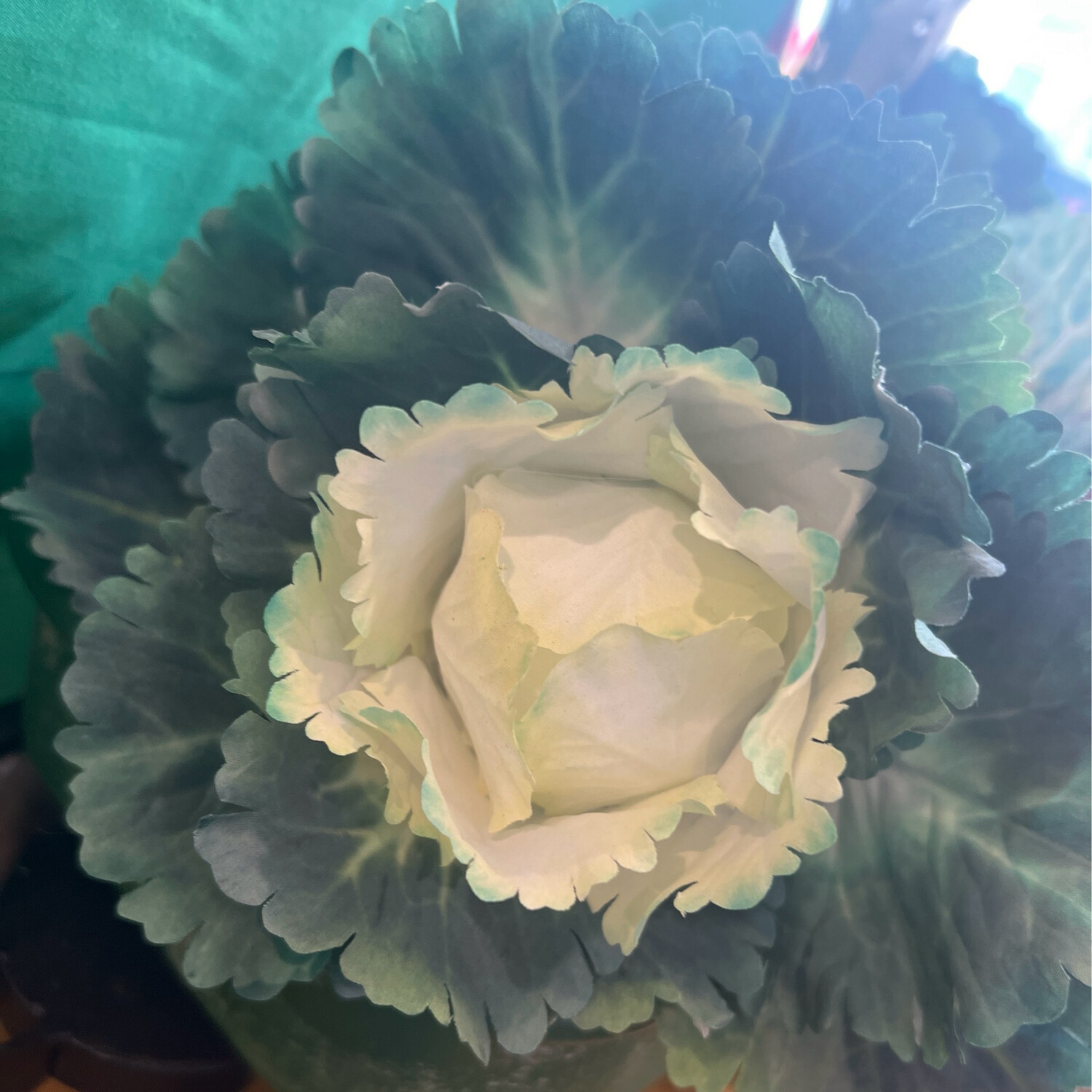 Cabbage Picks
