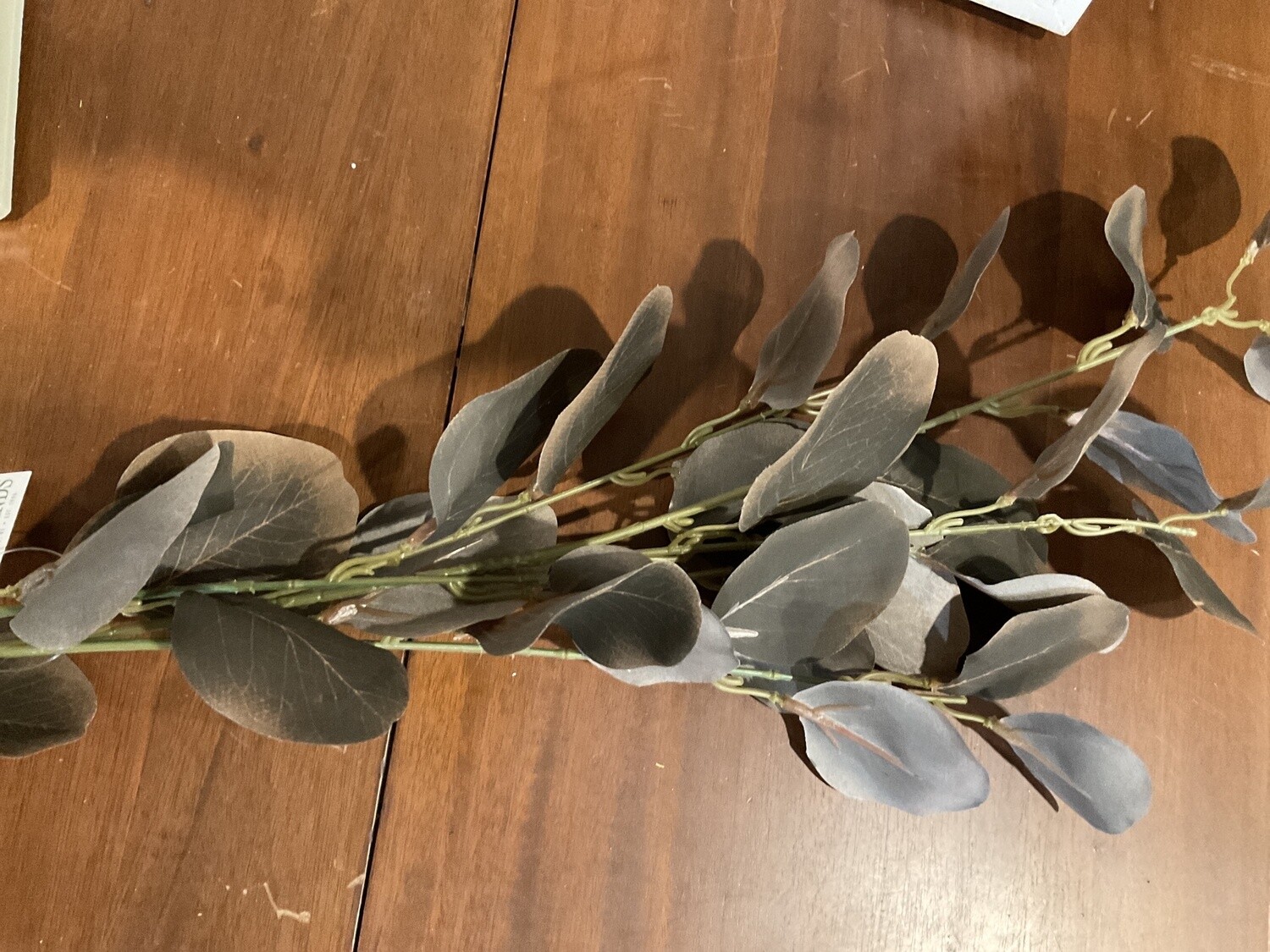 Eucalyptus, silver dollar pick