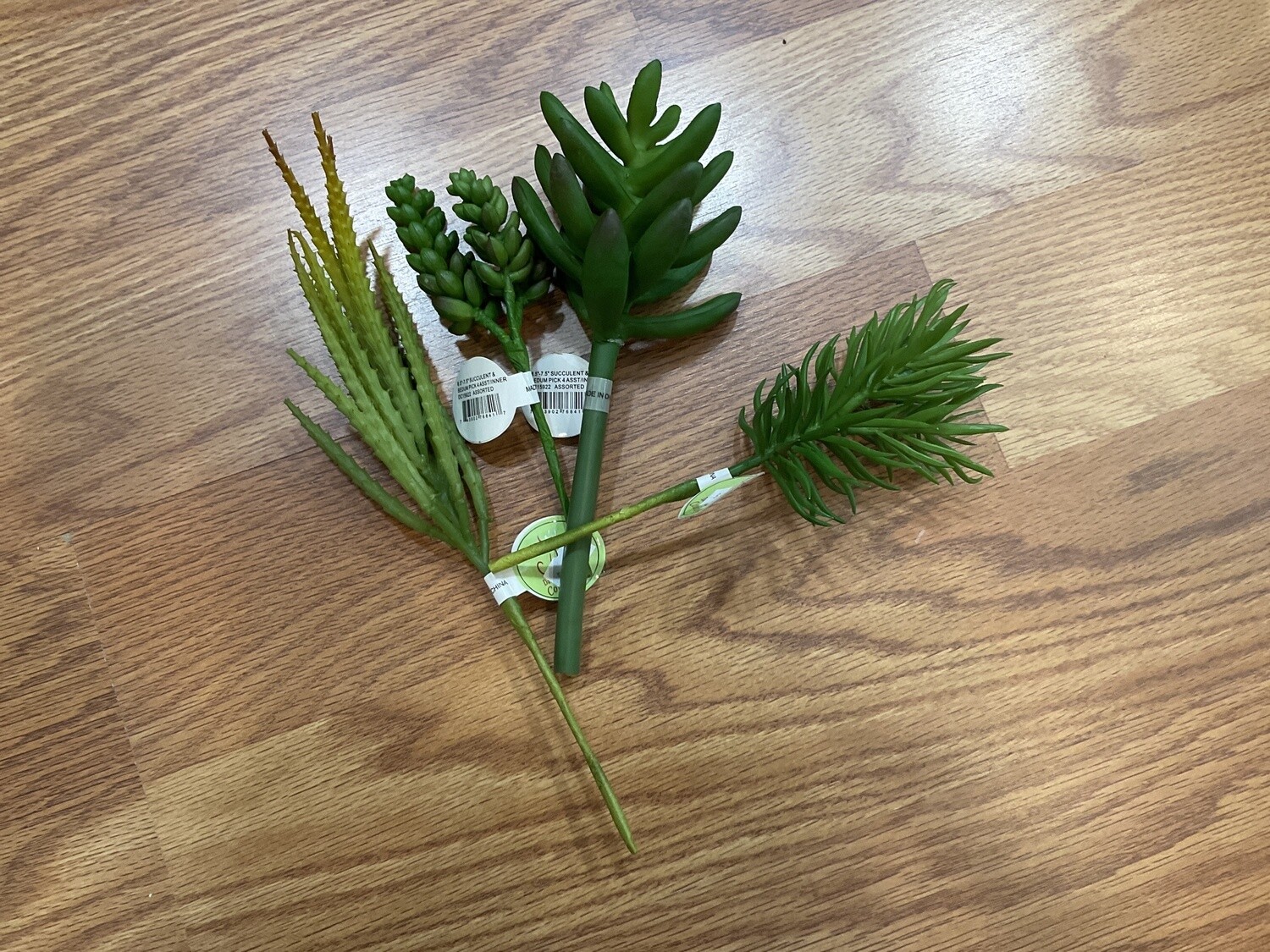 Succulent  4 assortment