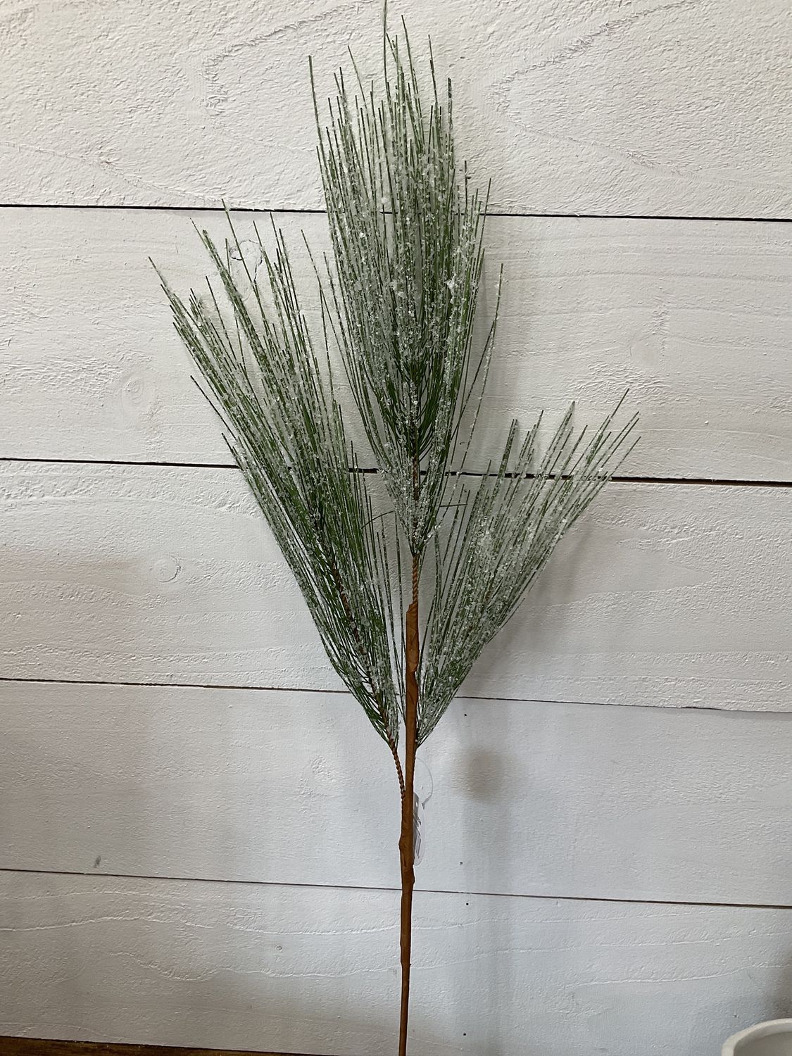 Snowed needle, pine spray