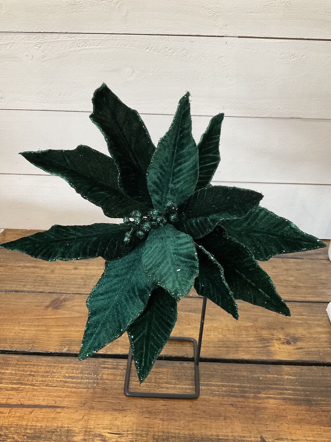 Poinsettia stem