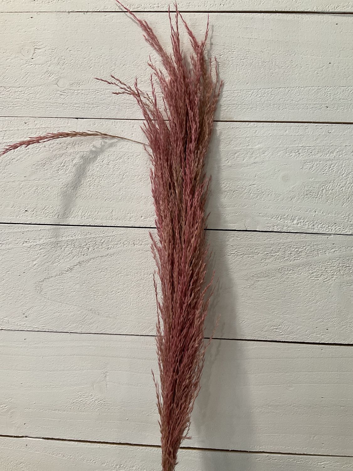 43 inch pampas grass pink