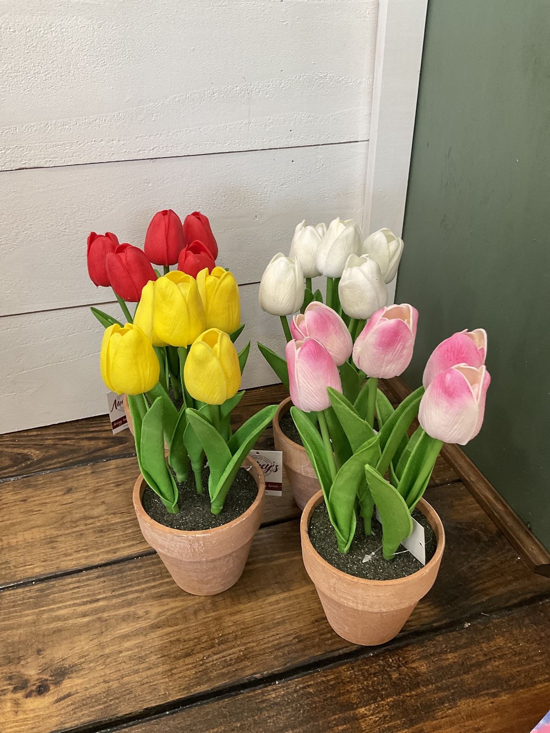 Potted Tulips