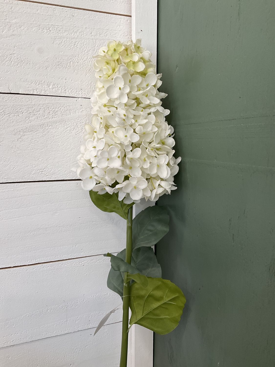 White cone hydrangea
