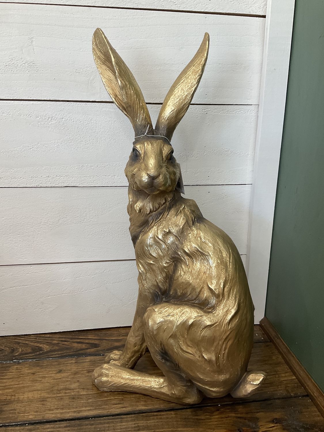 Golden Hare standing