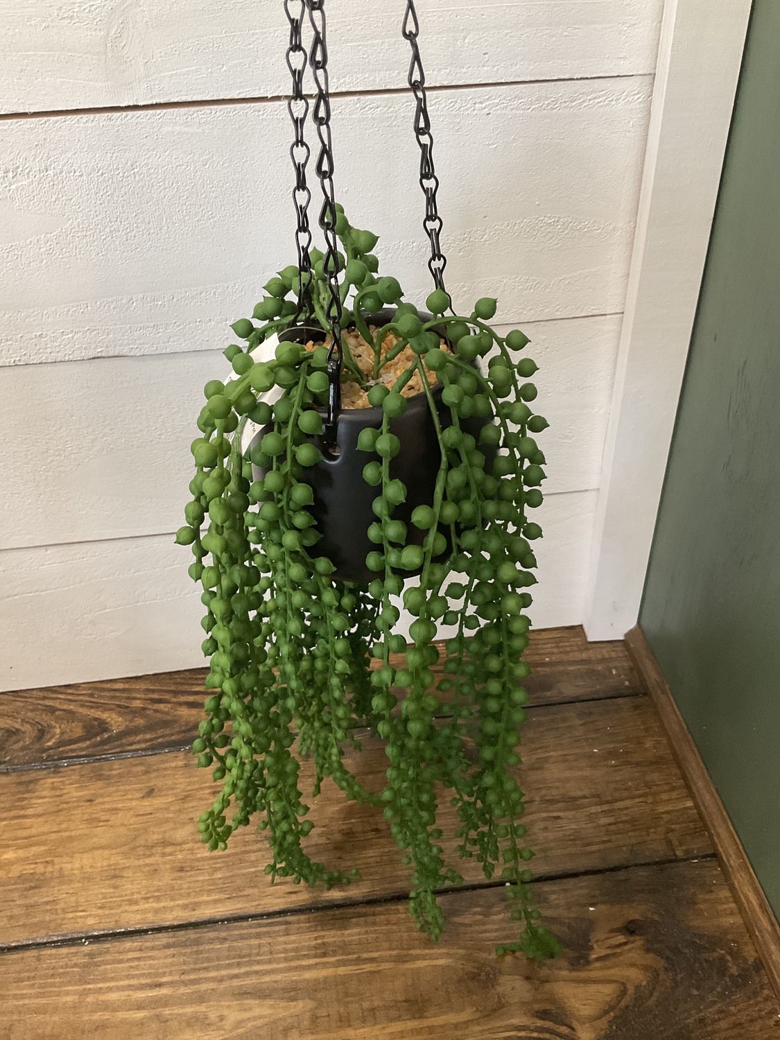 String of pearls and hanging pot