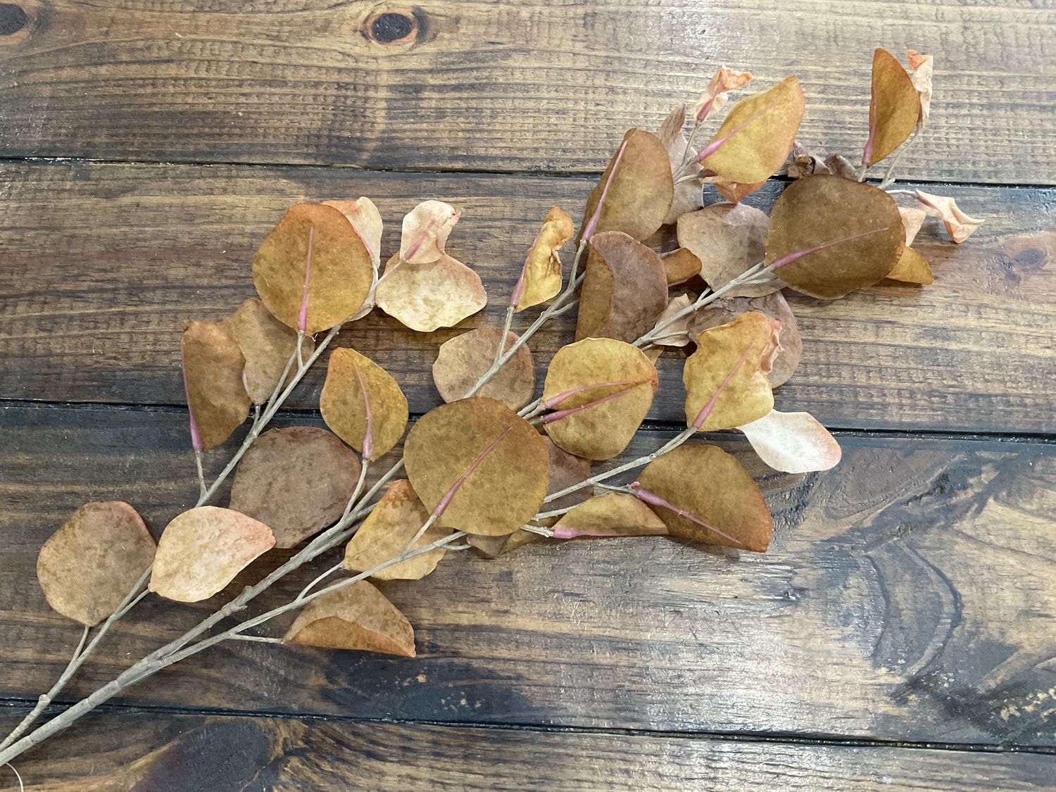 Eucalyptus brown leaves