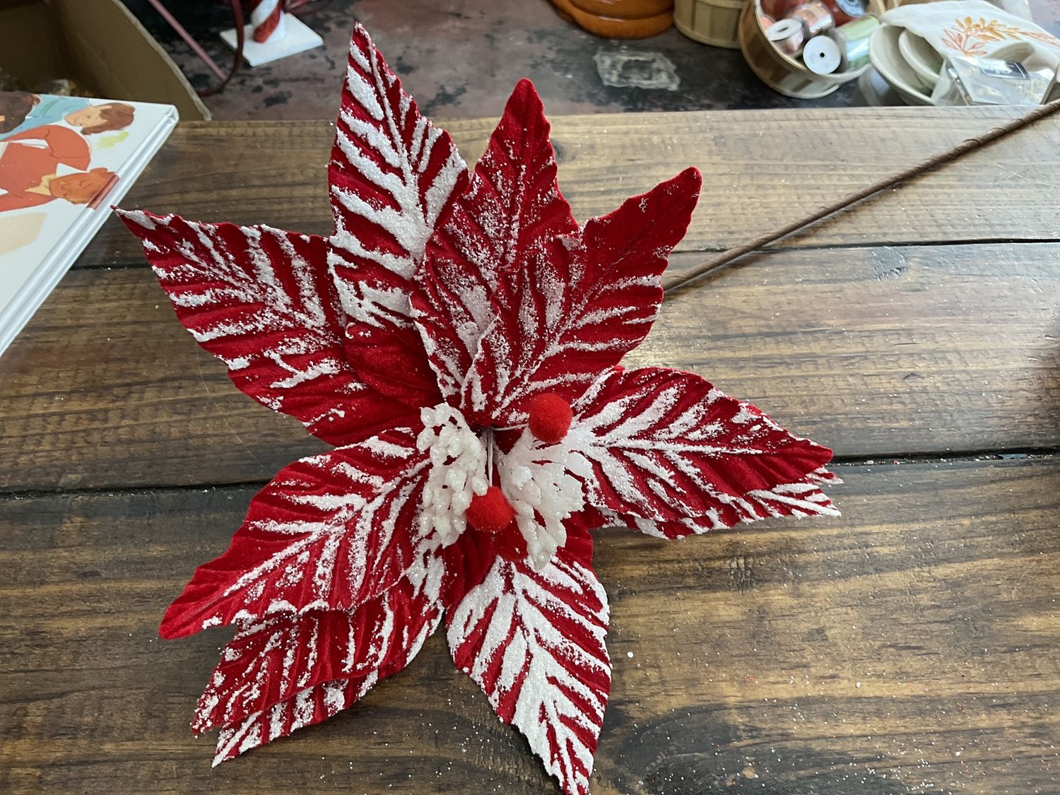 Touched by snow poinsettia