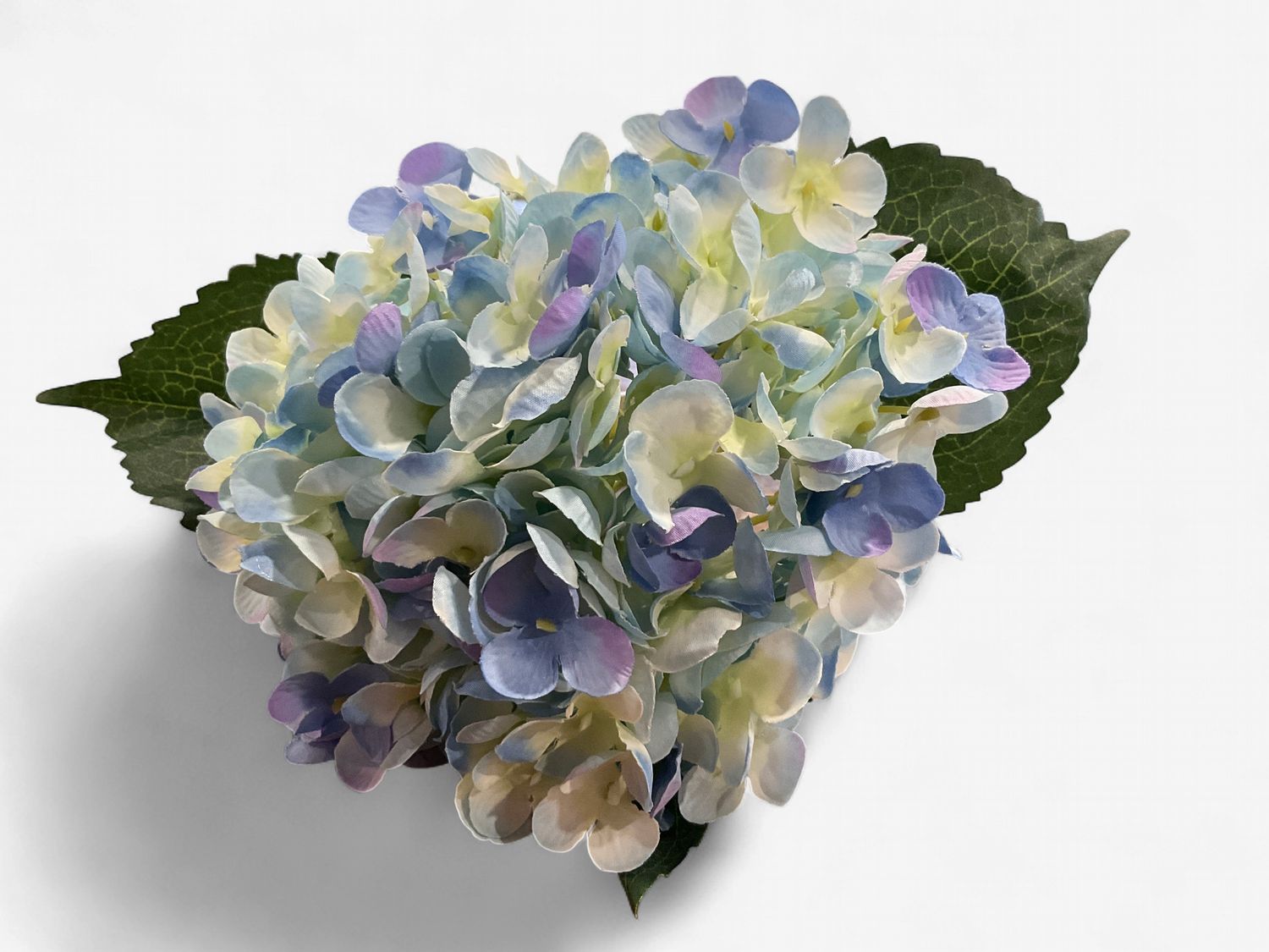 Light blue hydrangea