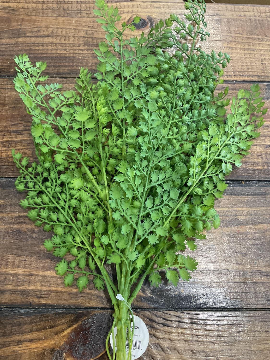 Maiden Hair Fern Bush