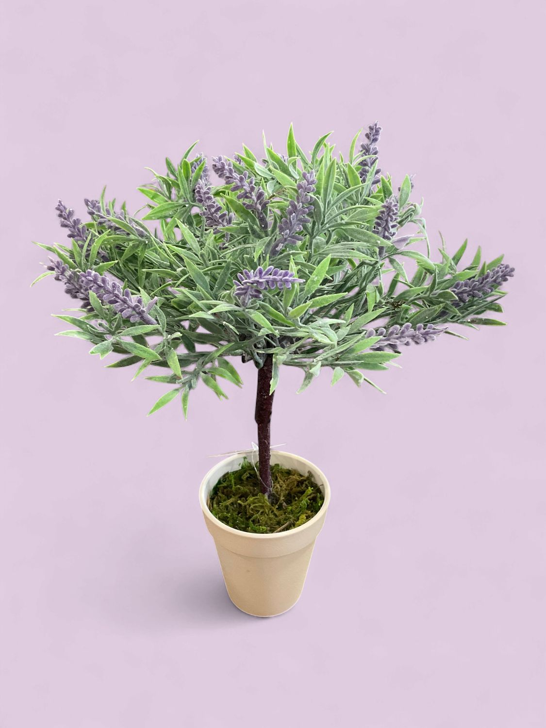 Lavender Tree