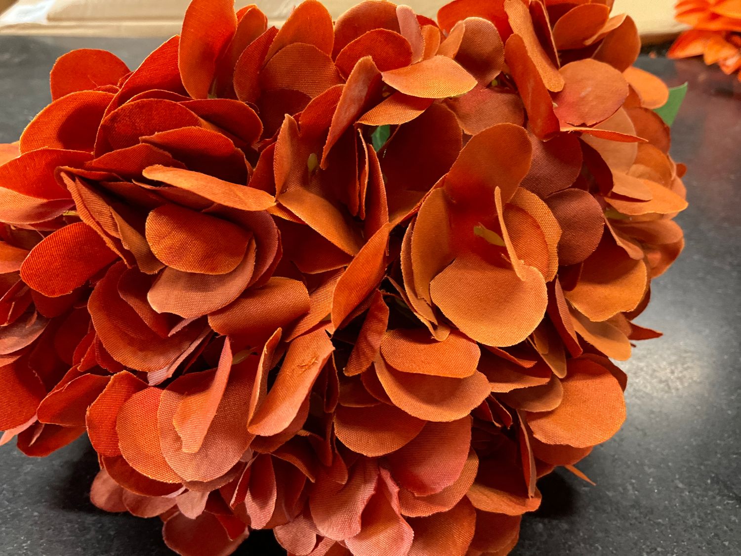 Full bloom, hydrangea burnt orange