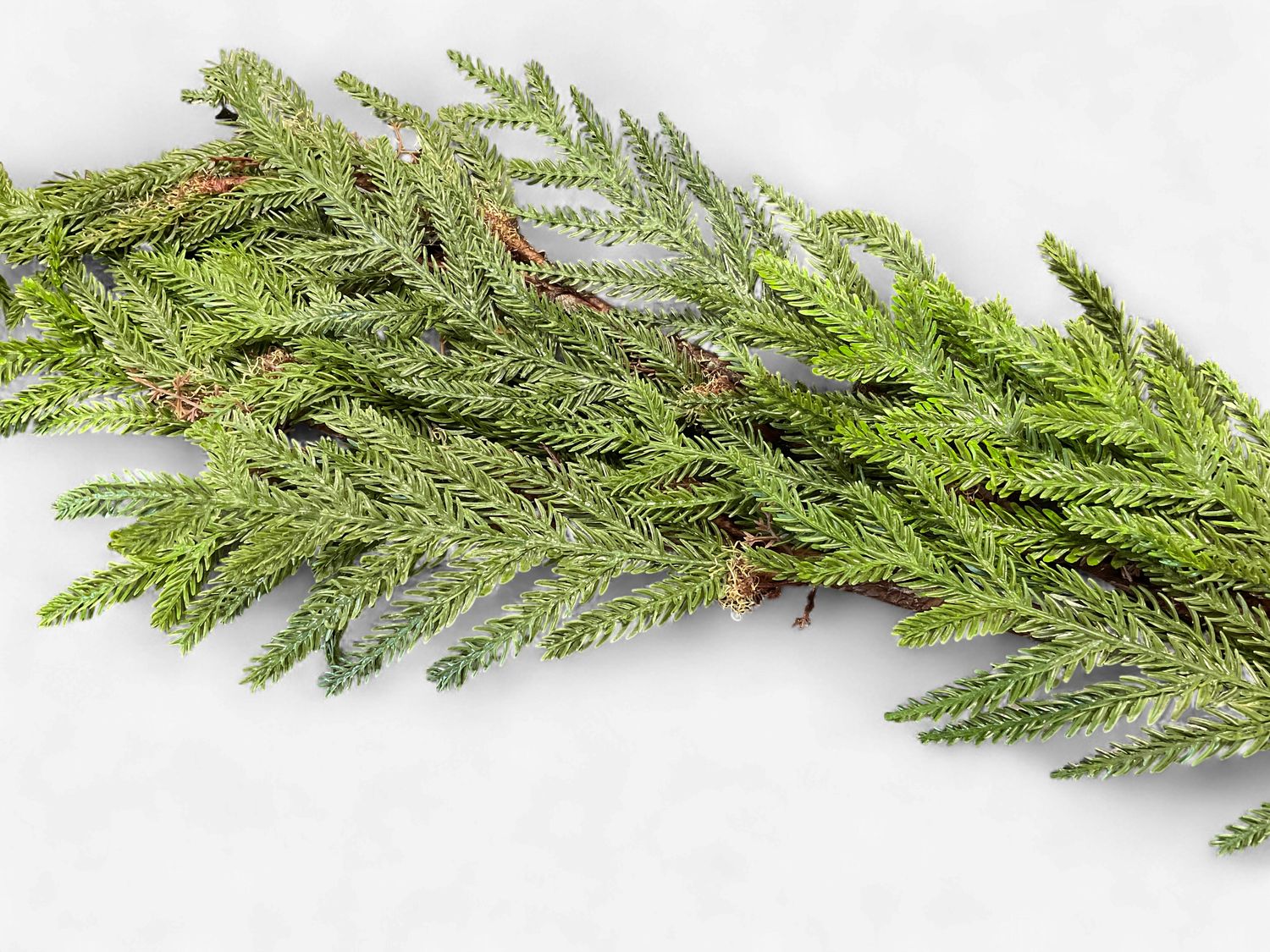 Isle of skye Norfolk pine branch