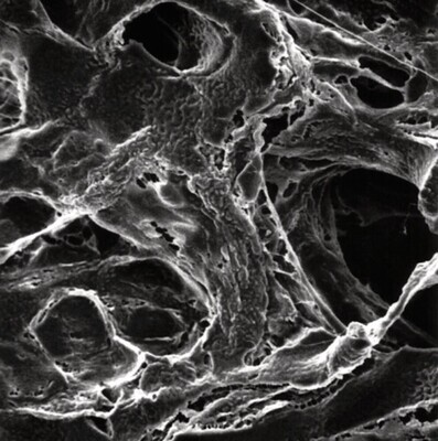 PTFE-Membranfilter ohne Stützstruktur, Ø 13 mm, Porengröße 5,0 µm, 100 Stück