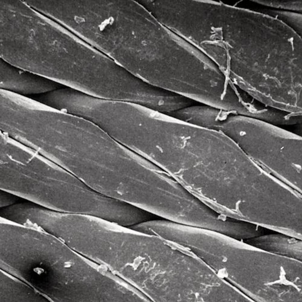 Filtre à maille PP, 45 µm, , 25 mm, 100 Pièce(s)