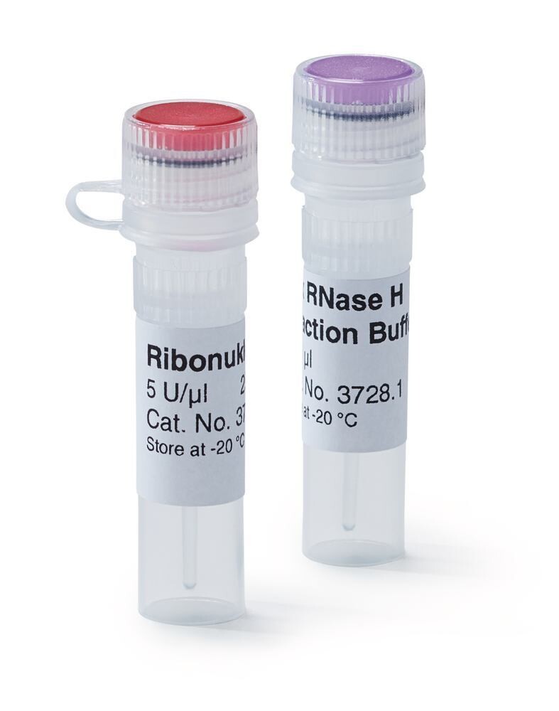 Ribonuclease H, 50 µl