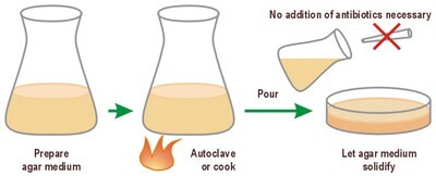 Agar LB (Lennox) / Kana50, 1 kg