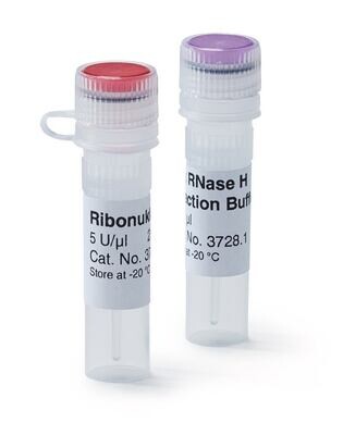 Ribonuclease H, 250 µl