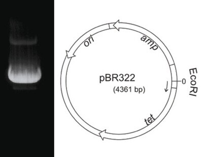 ADN plasmidique pBR322