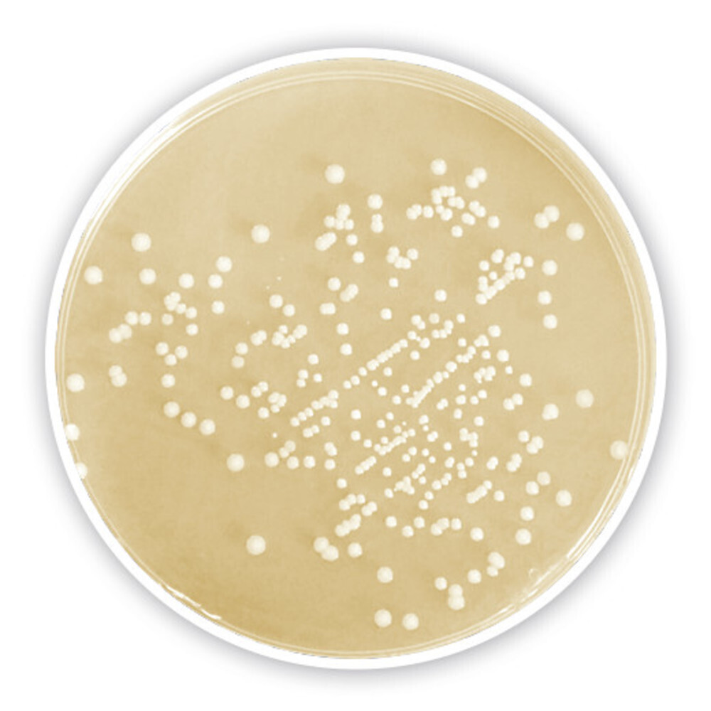 CASO Agar, granulated