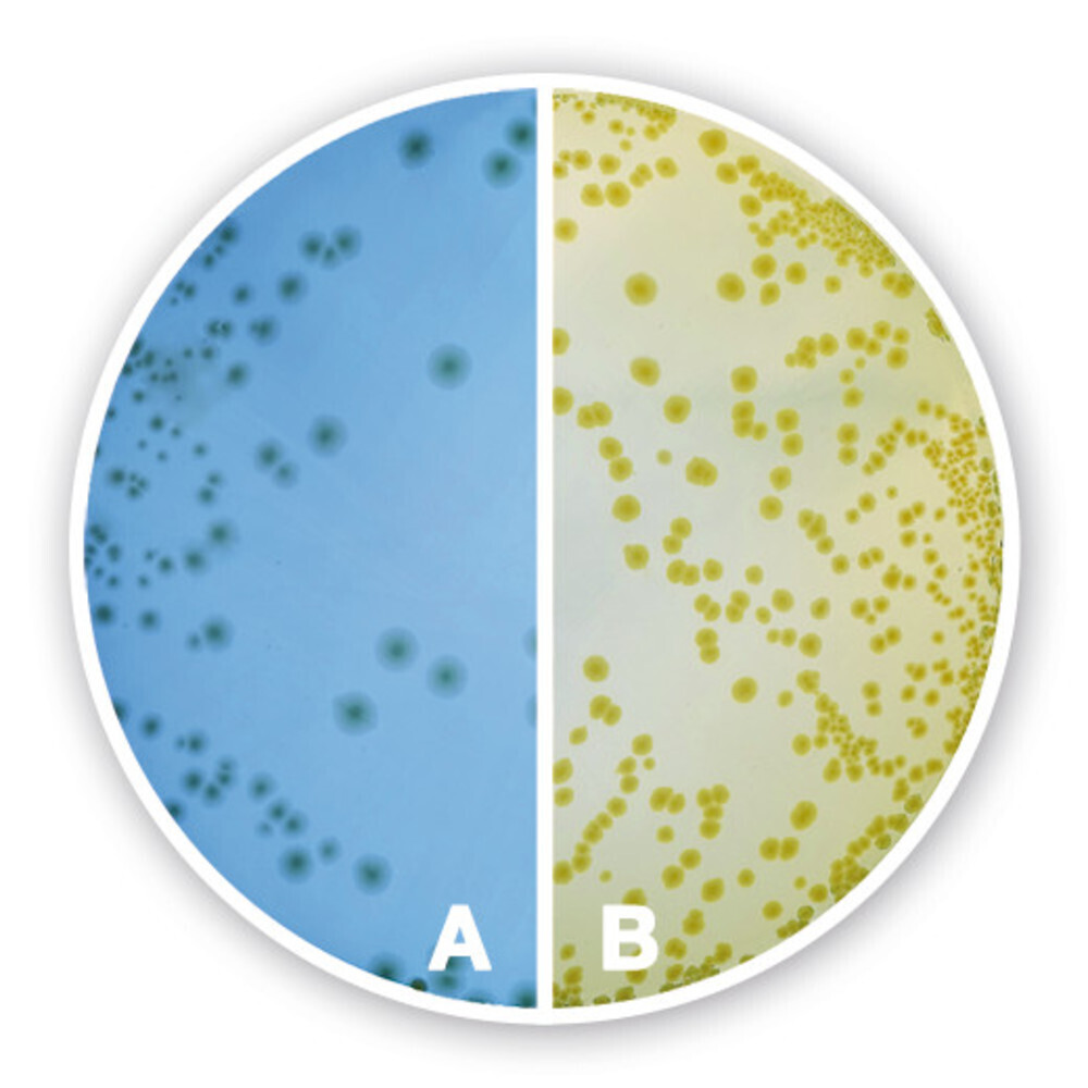 CLED Agar, 1 kg