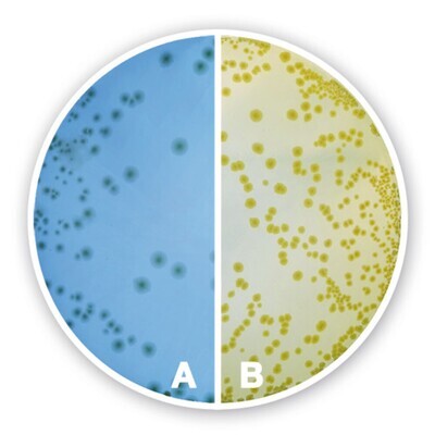CLED-Agar, 1 kg