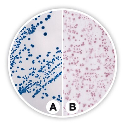 Coliforms chromogenic Agar (ISO)