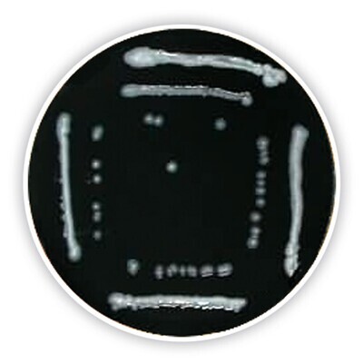 Agar Legionella (base)