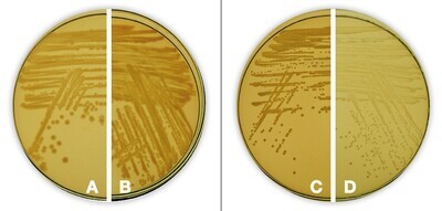Standard Nutrient Agar I, 1 kg
