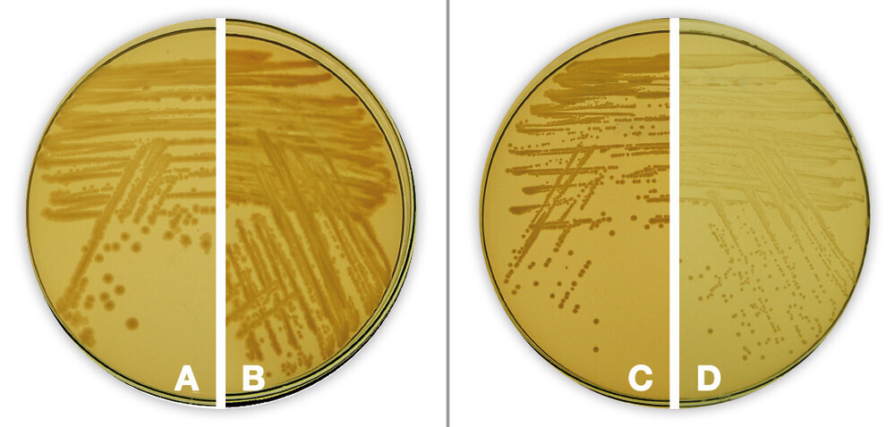 Standard Nutrient Agar I, granulated
