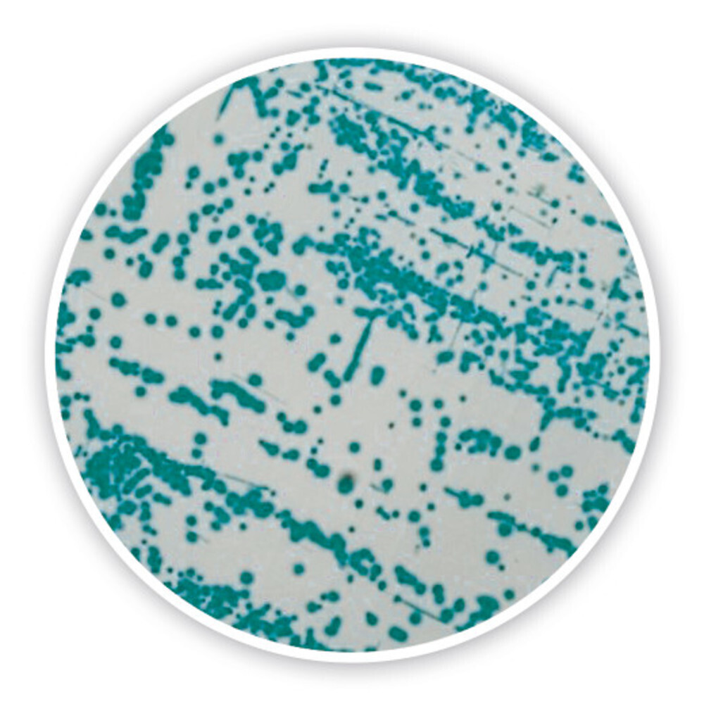 Cronobacter chromogenic Agar